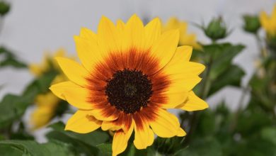 transform-your-space-with-big-paper-flowers:-a-stunning-decorative-trend