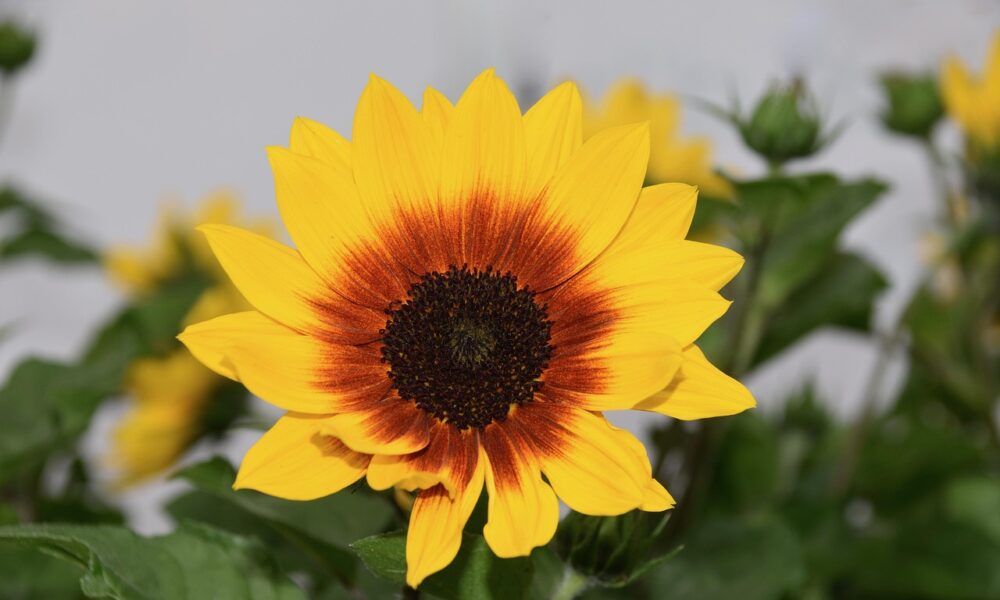 transform-your-space-with-big-paper-flowers:-a-stunning-decorative-trend